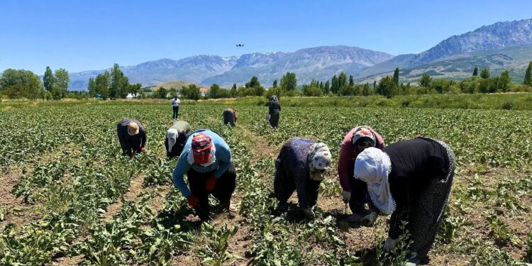 Kadın işçilerin zorlu mesaisi başladı: Kavurucu sıcakta bin TL yevmiye için mücadele ediyorlar!