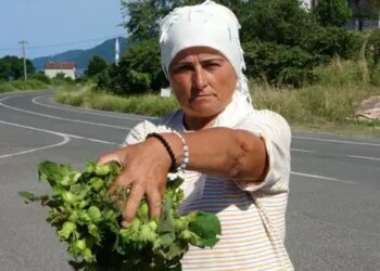 Taze Fındık tezgaha indi: Kilosu 200 TL’den alıcı bekliyor