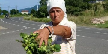 Taze Fındık tezgaha indi: Kilosu 200 TL’den alıcı bekliyor