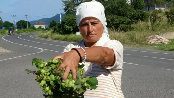 Taze Fındık tezgaha indi: Kilosu 200 TL’den alıcı bekliyor