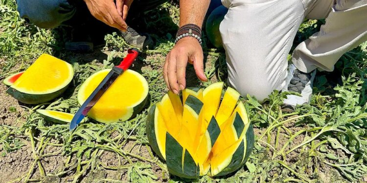 Bölge tarımının yeni yüzü oldu: Kırmızısı bitti, sarısı geldi!