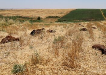 61 hayvan öldü: Su kanalına tarım ilacı karıştığı iddia edildi