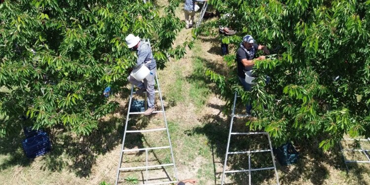 Tarlaları birleştirdiler, gelirlerini katladılar! Rekolte 30 kat, gelir 100 kat arttı!