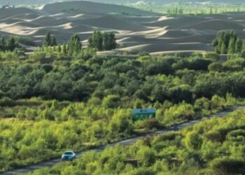Bilim dünyasında iklim tartışması: Çin’in milyarlarca ağaçtan oluşan yapay ormanları ezber bozdu