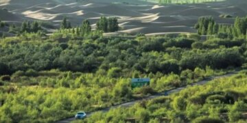 Bilim dünyasında iklim tartışması: Çin’in milyarlarca ağaçtan oluşan yapay ormanları ezber bozdu