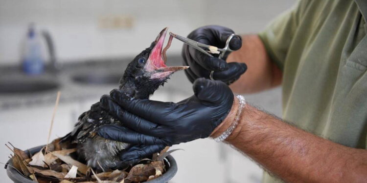 Konyaaltı Belediyesi’nden yürek ısıtan hareket: Yaralı yavru karga ‘Zeytin’ koruma altında