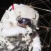 Uzay yolculukları astronotların beynini yeniden şekillendiriyor: Mars görevleri için büyük risk
