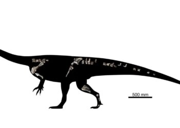 210 milyon yıllık yeni bir dinozor türü keşfedildi