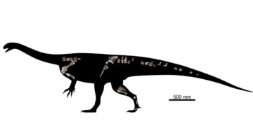 210 milyon yıllık yeni bir dinozor türü keşfedildi