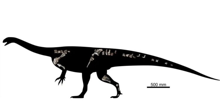 210 milyon yıllık yeni bir dinozor türü keşfedildi