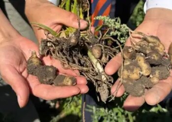 Yüksekovalı çiftçinin yeni gelir kapısı belli oldu: Bir ekti dört aldı…