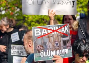 Riha Ekoloji Meclisi: Barınaklarda ciddi hak ihlalleri var
