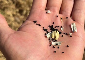 ‘Siyah altın’ hasadı başladı! Adıyamanlı çiftçilerin yeni gözdesi…