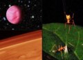 Mars’taki karbon moleküllerinden “yaylı tuzak” kuran örümceklere bu ayki gelişmeler!