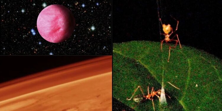 Mars’taki karbon moleküllerinden “yaylı tuzak” kuran örümceklere bu ayki gelişmeler!
