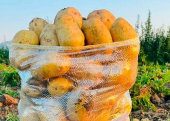 Dinar’da patates hasadı başladı: Yüksek verim üreticinin yüzünü güldürdü