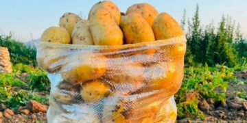 Dinar’da patates hasadı başladı: Yüksek verim üreticinin yüzünü güldürdü
