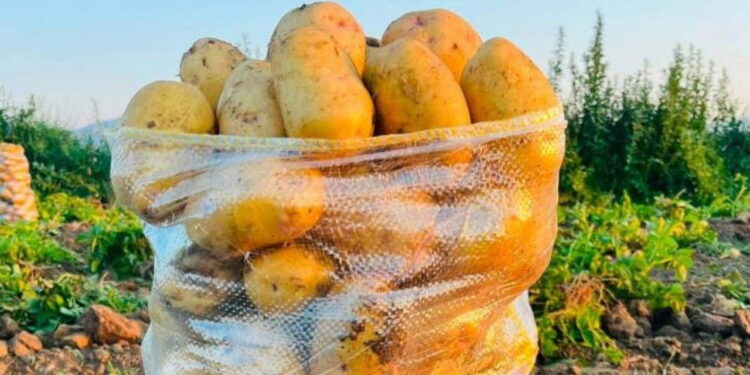 Dinar’da patates hasadı başladı: Yüksek verim üreticinin yüzünü güldürdü