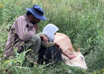 Gever Belediyesi’nden ineğini kaybeden Özbek ailesine destek