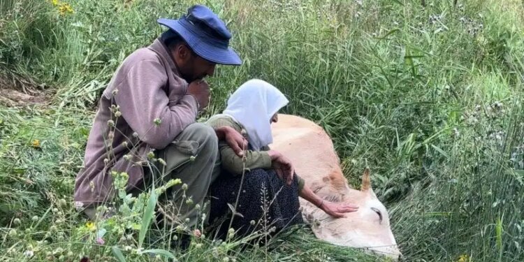 Gever Belediyesi’nden ineğini kaybeden Özbek ailesine destek