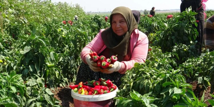 Sel vurdu, 3 kez ekti, pes etmedi: Kilosu 25 liradan yok satıyor