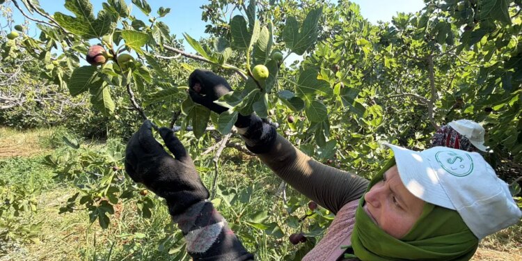 Hasat sadece 15 gün sürecek: Rekolte düştü ama yok satıyor