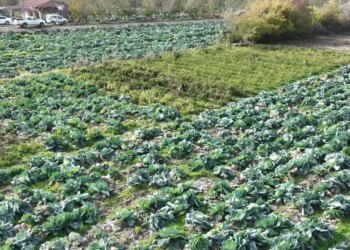 Erzurum dolmasının gizli sırrı tarlaya indi: 500 bin adet ekildi, bölgenin ihtiyacını tek başına karşılıyor