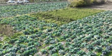 Erzurum dolmasının gizli sırrı tarlaya indi: 500 bin adet ekildi, bölgenin ihtiyacını tek başına karşılıyor