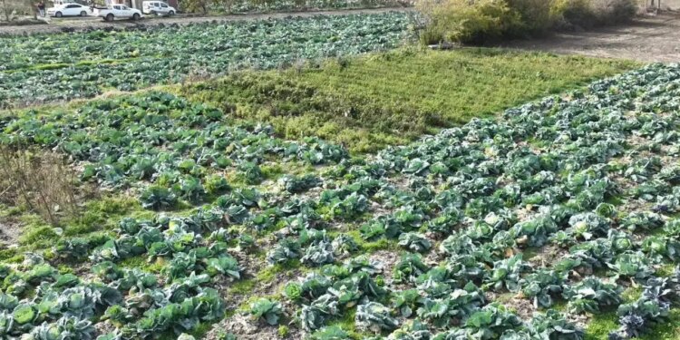 Erzurum dolmasının gizli sırrı tarlaya indi: 500 bin adet ekildi, bölgenin ihtiyacını tek başına karşılıyor