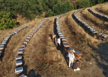 Doğanın bereketi bala yansıdı: Rekoltede yüzde 20 artış