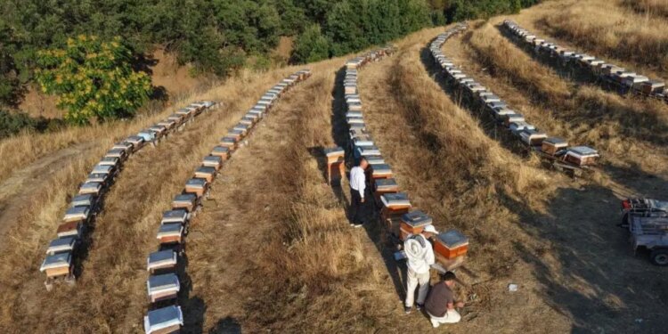 Doğanın bereketi bala yansıdı: Rekoltede yüzde 20 artış