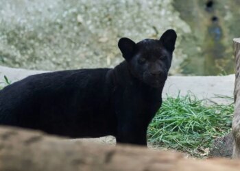 Nesli tükenme tehlikesinde olan siyah jaguar yavrusu ‘Parthenope’ ziyaretçilerle buluştu