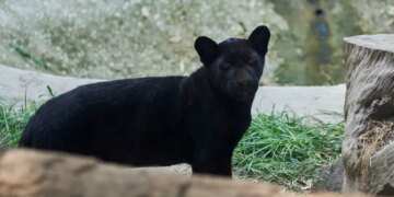 Nesli tükenme tehlikesinde olan siyah jaguar yavrusu ‘Parthenope’ ziyaretçilerle buluştu