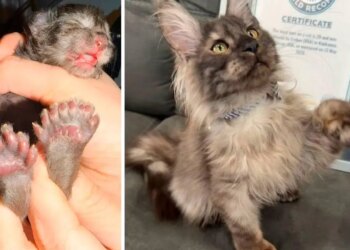 Dünyanın en çok parmaklı kedisi tescillendi: 29 parmağıyla tarihe geçti