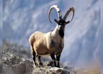 13 peskovînin katledilmesi ihaleye çıkarıldı