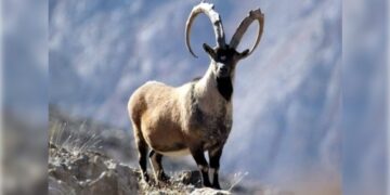 13 peskovînin katledilmesi ihaleye çıkarıldı