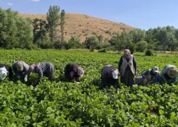 Sabahın ilk ışıkları ile başlıyor: Bu yıl belenen verimi karşılamadı