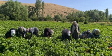 Sabahın ilk ışıkları ile başlıyor: Bu yıl belenen verimi karşılamadı