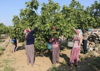 Kraliyet ailesinin gözdesiydi, tarlada fiyatlar çakıldı