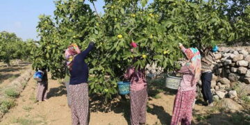 Kraliyet ailesinin gözdesiydi, tarlada fiyatlar çakıldı