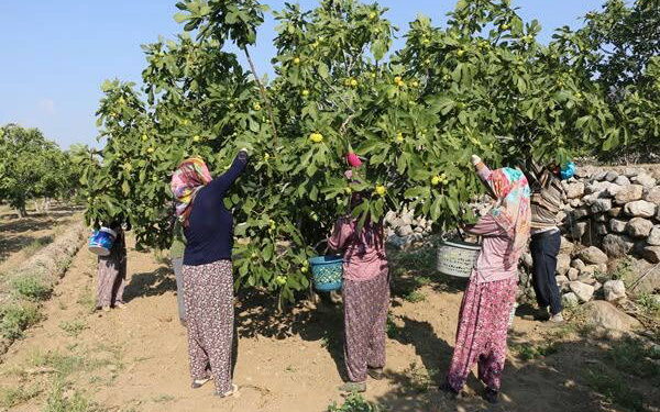Kraliyet ailesinin gözdesiydi, tarlada fiyatlar çakıldı