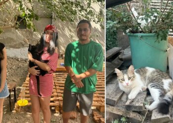 Sokak kedileri için ‘mahalle’ projesi: 13 yaşındaki Bade’den su ve mama kabı desteği