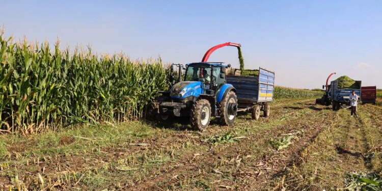 Kozan Ovasında hasat başladı:  Rekolte 1.5 Tondan 500 kiloya çakıldı…