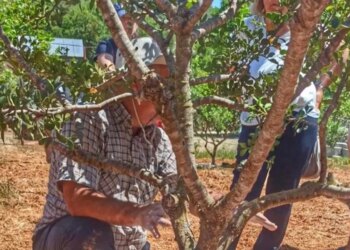 11 yıl sona ilk kez hasat edildi: Ağaç başına 1 kilo ürün…