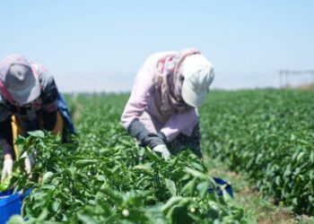 Günlük toplanıyor, kilosu 30 lirayı buluyor: 6 kilodan 1 kilo çıkıyor…