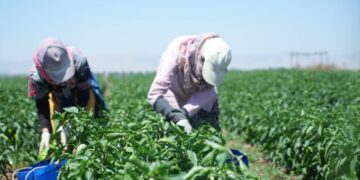 Günlük toplanıyor, kilosu 30 lirayı buluyor: 6 kilodan 1 kilo çıkıyor…
