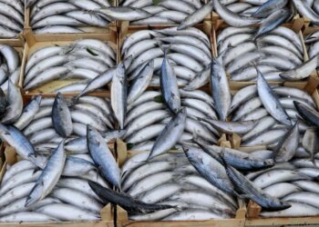 Ne sardalya ne istavrit… İstanbullunun yeni gözdesinden 156 tonluk rekor satış!