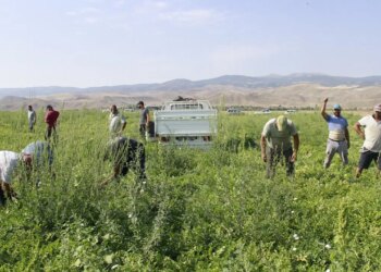 Sadece 2 dönüm ekti, tarladan tam 10 ton fışkırdı! ‘Pijamalı’ lakabıyla tezgaha iniyor…