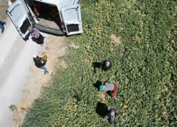 3 kuşaktır Ankaralılara özel yetişiyor: Sadece bilenler alıyor…
