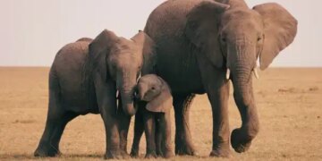 Afrika fillerinin hastalıklarını iyileştirmek için yararlandıkları yöntem
